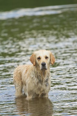 Sudaki Golden Retriever