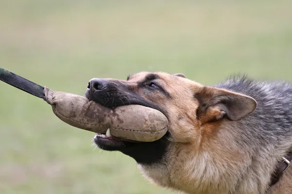 德国牧羊犬幼犬培训. — 图库照片