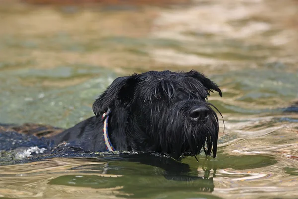 Grote zwarte schnauzer hond in het water. — Stockfoto