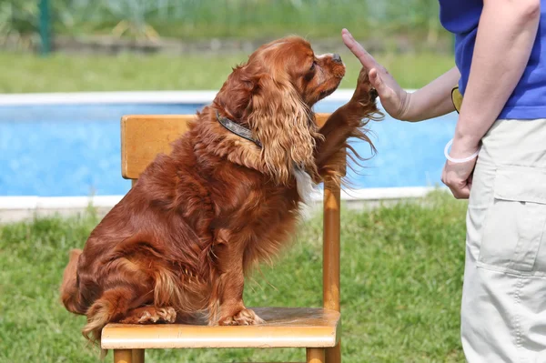 Kavaljeren Kung Charles Spaniel — Stockfoto