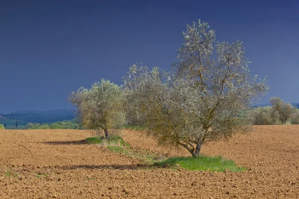 Olivovníky na poli. — Stock fotografie
