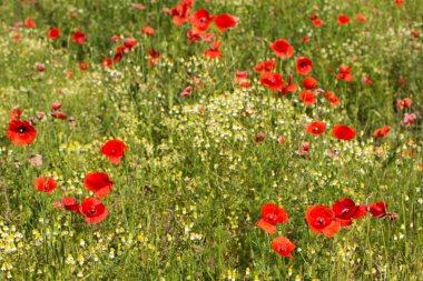 Yaz çayır arka plan