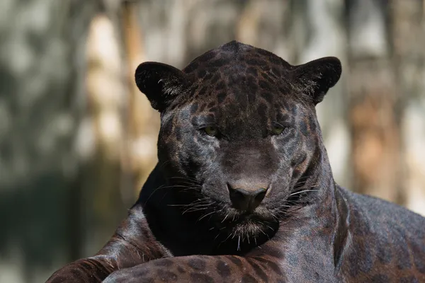 Portrait of the black leopard — Stock Photo, Image