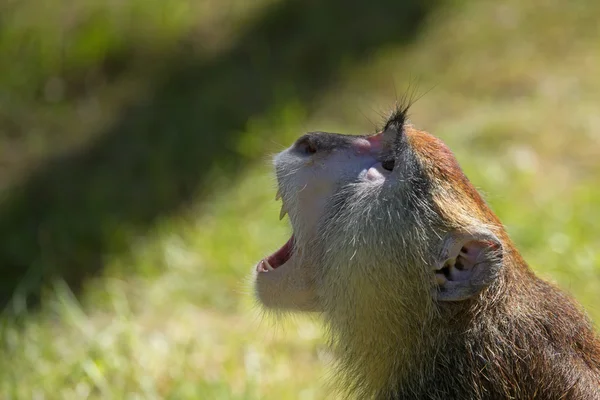 Screaming patas monkey — Stock Photo, Image