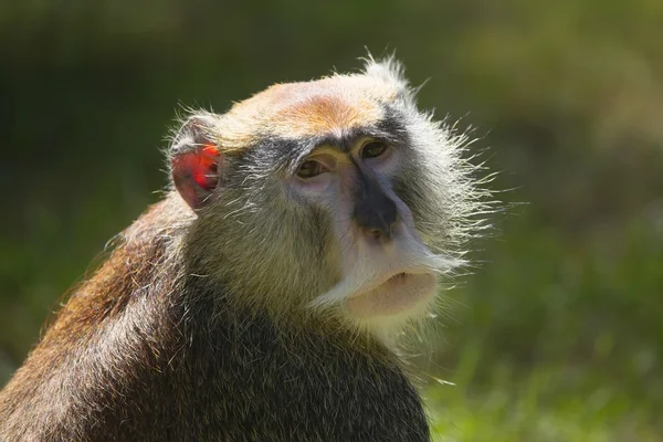 Patas monkey — Stock Photo, Image