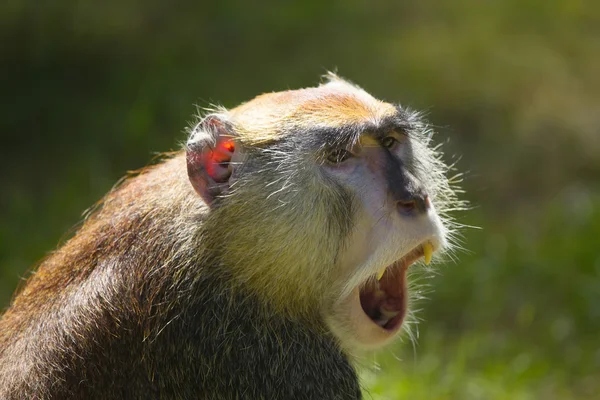 Screaming patas monkey — Stock Photo, Image