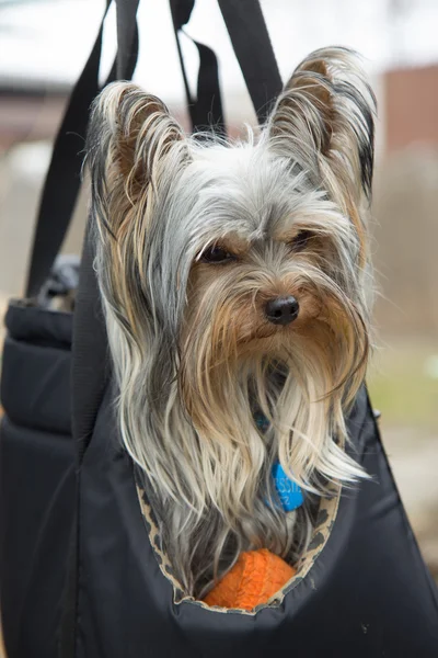 Yorkshire terrier in portable bag — Stock Photo, Image