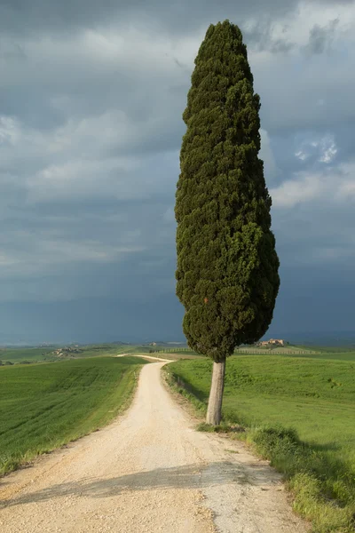 Árvore solitária na paisagem toscana — Fotografia de Stock