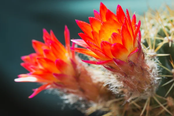 Fiore di cactus arancione — Foto Stock