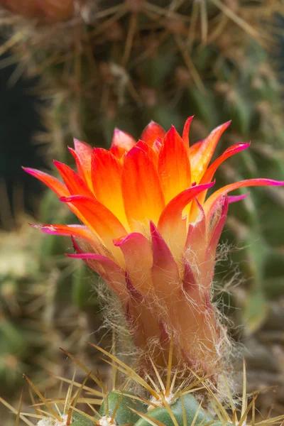 Fiore di cactus da vicino. — Foto Stock