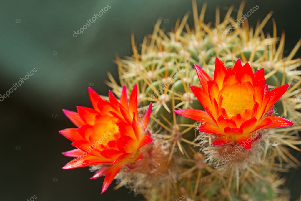 Fotos de Flor de cacto laranja, Imagens de Flor de cacto laranja sem  royalties | Depositphotos