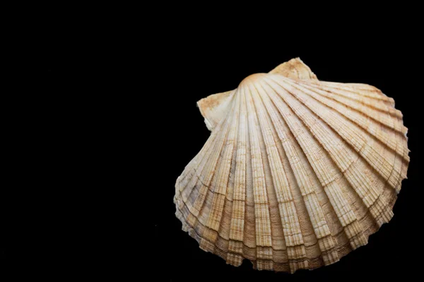 Sea shell on a black background — Stock Photo, Image