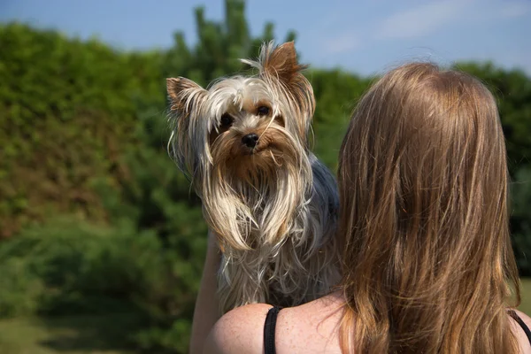 Junge Frau hält einen Yorkshire Terrier — Stockfoto