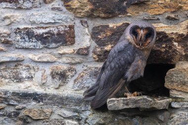 Ahır baykuşunun karanlık biçimi taş duvarda yakın plan pozu veriyor.. 