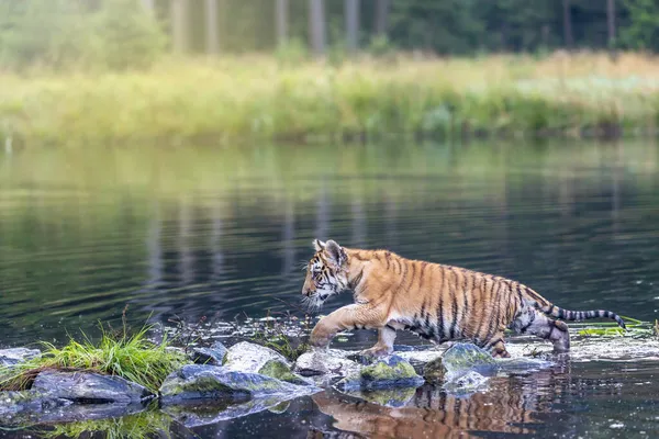 Bengal Kaplanı Yavrusu Göldeki Kayaların Üzerinde Yürüyor Önüne Bakıyor Yatay — Stok fotoğraf