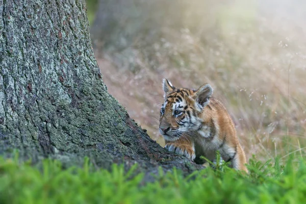 Bengaalse Tijgerwelp Poseert Bij Een Boomstam Het Bos Horizontaal — Stockfoto