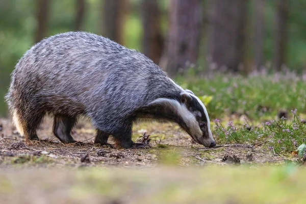 Side View European Badger Walking Forest Horizontally — Stok fotoğraf