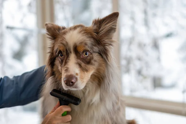 Grooming Border Collie Professional Groomer Dog Sad Ooking Camera — Stock Photo, Image