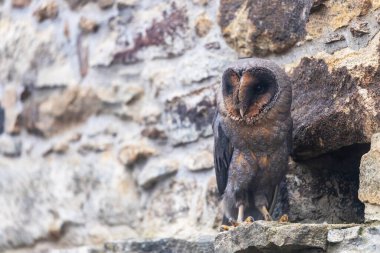 Taş bir duvarda oturan sevimli baykuşun yakın görüntüsü. Yatay olarak.