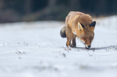 Kızıl Tilki (Vulpes vulpes) başı eğik karda koşuyor..