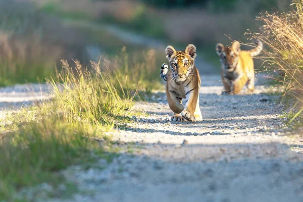 Vista Frontale Amore Carino Coppia Strisce Cuccioli Tigre Del Bengala — Foto Stock