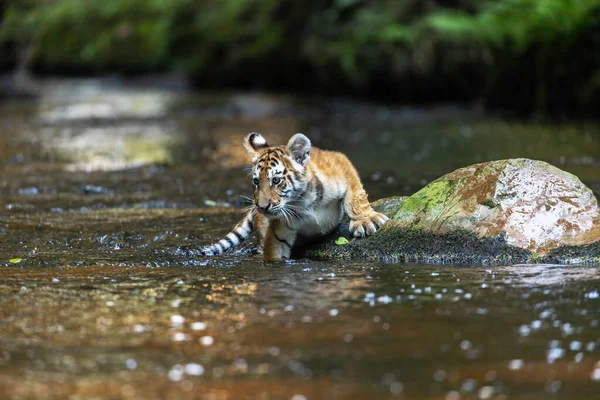 Bengal Tiger Cub Lying Stone River Stream Horizontally — Stock Photo, Image