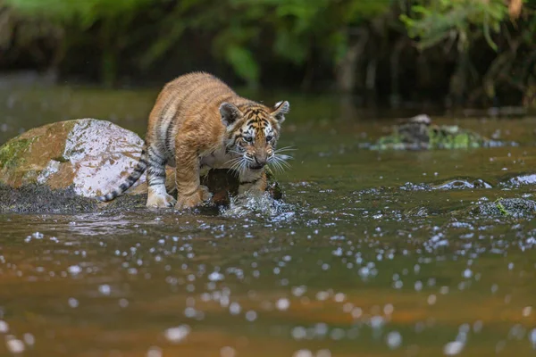 Den Bengalske Tigerunge Står Stenen Floden Ser Fremad - Stock-foto