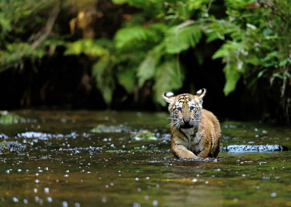 Bengal Tiger Cub Walking River Stream Camera Horizontally — Stock Photo, Image