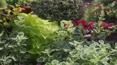 Coleus Santrali 'nden oluşturulan yeşil bitki duvarının görüntüleri taşınıyor. 