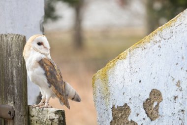 Parlak ahır baykuşunun portresi arkasında duruyor.. 