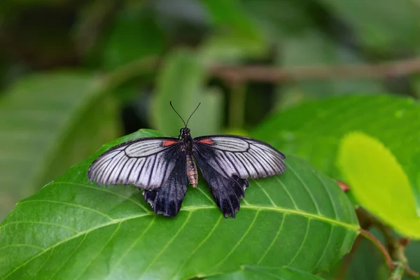 Sudeste Asiático Gran Mormón Mariposa Papilio Memnon Con Las Alas — Foto de Stock