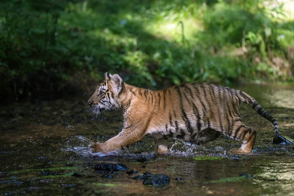 Vista Lateral Del Cachorro Tigre Bengala Corriendo Río Horizontalmente — Foto de Stock