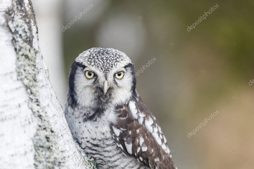 Portrait of young northern hawk owl (Surnia ulula) in birch forest. Hawk owl is looking at the camera.