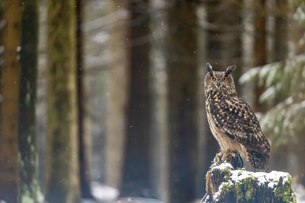 Hnědá Sova Sedí Pařezu Lese Dívá Kamery Sněží — Stock fotografie