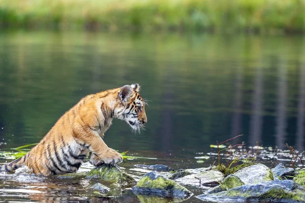 Vista Laterale Del Cucciolo Tigre Del Bengala Posa Nel Lago — Foto Stock