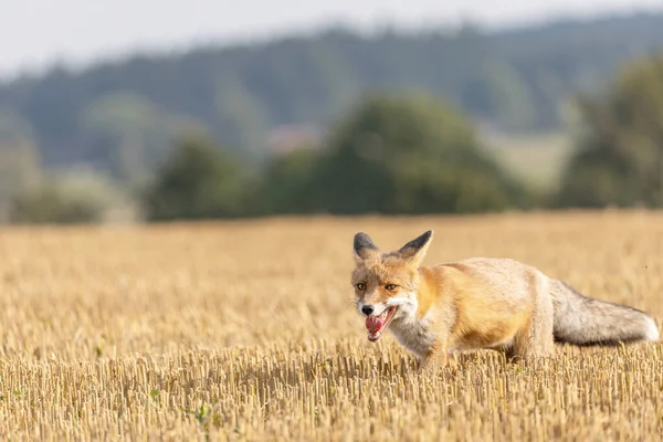 Red Fox Running Yellow Stubble Field Horizontally — Stock Photo, Image