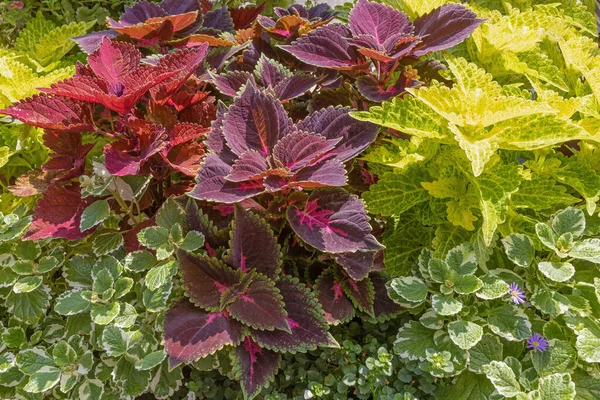 コロウス植物や他の植物から作成された美しい赤と緑の植物の壁の背景 — ストック写真