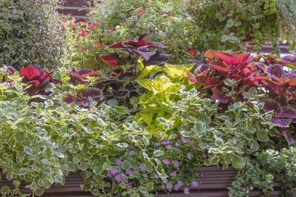 Geen Fondo Pared Planta Creada Partir Coleus Plant Horizontalmente — Foto de Stock