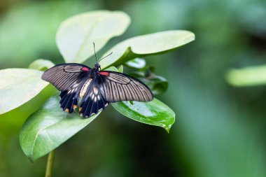 Güneydoğu Asya Büyük Mormon Kelebeği (Papilio memnon) yeşil bir yaprağın üzerinde oturuyor