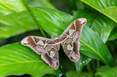 Açık kanatlı renkli dev atlas güvesi (Attacus atlası) bir bitkinin yeşil yaprağında oturmaktadır..