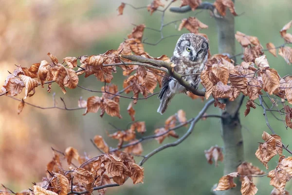 Niedliche Boreal Eule Sitzt Auf Dem Ast Horizontal — Stockfoto