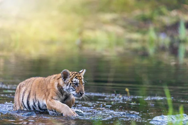 Cute Bengal Tiger Cub Emerges Water Horizontally — Stock Photo, Image