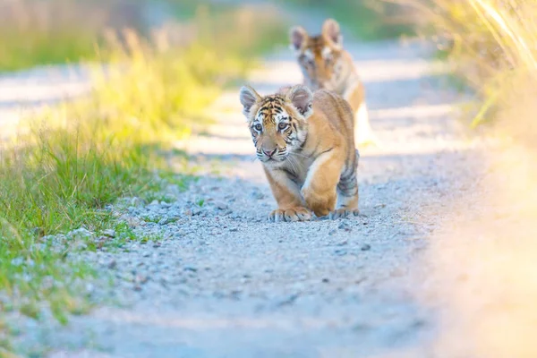Coppia Cuccioli Tigre Del Bengala Una Passeggiata Dietro Altro Una — Foto Stock