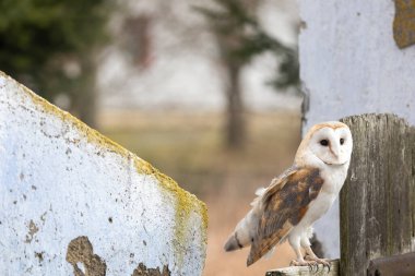 Parlak ahır baykuşunun portresi eski çitlerde poz veriyor kameraya bakıyor..