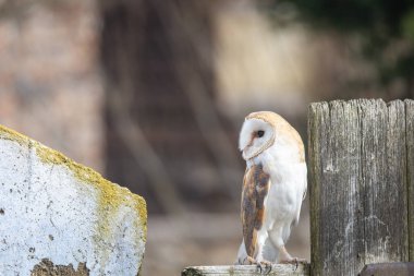 Parlak ahır baykuşunun portresi çitin kenarına bakıyor..  