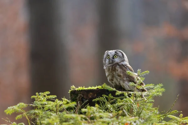 Coruja Tawny Bonito Está Posando Sozinho Floresta Horizontalmente — Fotografia de Stock