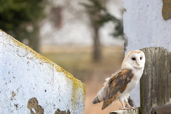 Parlak ahır baykuşunun portresi eski çitlerde poz veriyor kameraya bakıyor..
