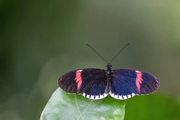 Vista Dorsal Mariposa Cartero Rojo Heliconius Erato Con Alas Abiertas — Foto de Stock