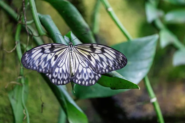 Vista Dorsal Idea Leuconoe También Conocida Como Mariposa Cometa Papel — Foto de Stock