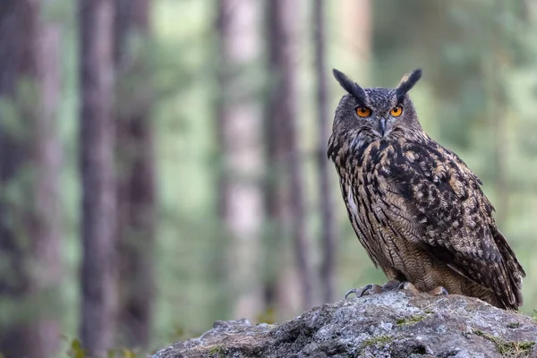 Chouette Brune Est Assise Sur Pierre Dans Forêt Horizontalement — Photo